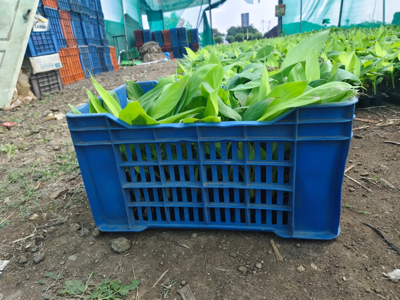 Happy Farmer with NCS TCP G-9 Tissue Culture Banana Plants Karmala